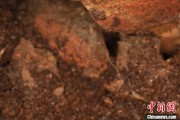 事业概念江西发现蜘蛛新物种 为研究呵叻蛛属适应区域提供依据